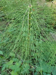 Equisetum