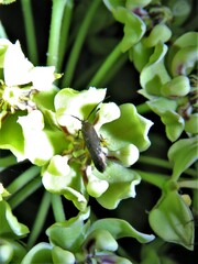 Scythris fuscicomella