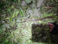 Leptodeira ashmeadii