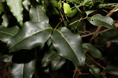 Mischocarpus anodontus