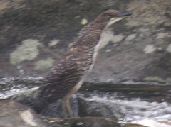 Tigrisoma fasciatum