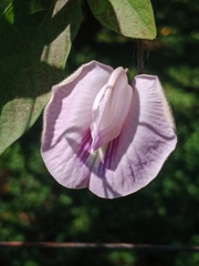 Centrosema pubescens