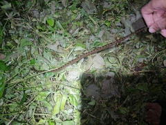 Leptodeira ashmeadii