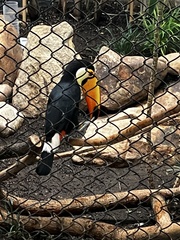 Ramphastos