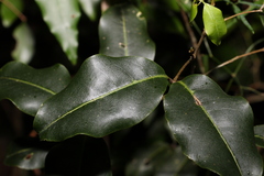 Mischocarpus anodontus