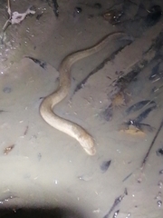 Synbranchus marmoratus