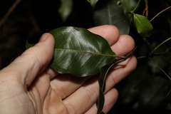 Mischocarpus anodontus