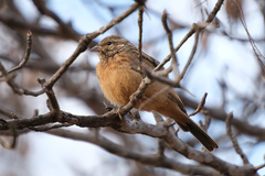 Emberiza tahapisi