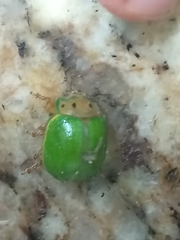 Platyphora quadrisignata