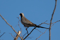 Oena capensis capensis