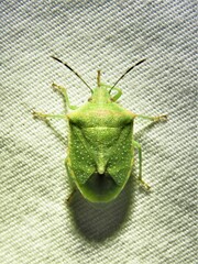 Thyanta custator accerra