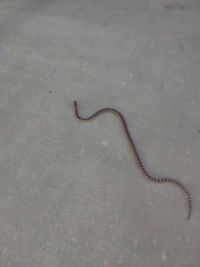 Pituophis catenifer deserticola
