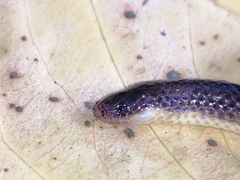 Atractus trilineatus