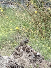 Otospermophilus beecheyi