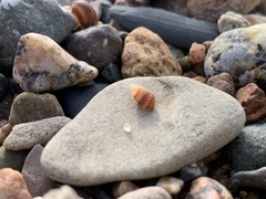 Ilyanassa trivittata