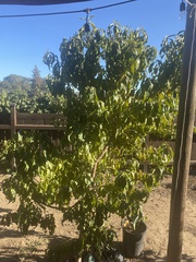 Prunus persica nucipersica