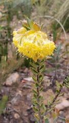 Pimelea tinctoria