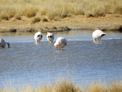 Phoenicoparrus jamesi