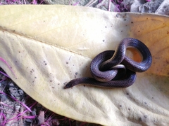 Atractus trilineatus
