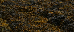 Ascophyllum nodosum