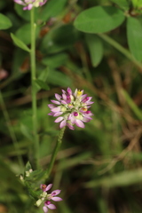 Polygala mariana