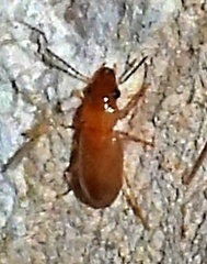 Stenolophini