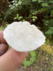 Clitopilus