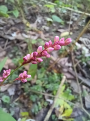 Persicaria pensylvanica