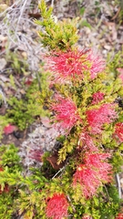 Melaleuca cyrtodonta