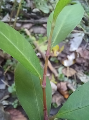 Persicaria pensylvanica