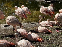 Phoenicopterus