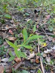 Persicaria pensylvanica