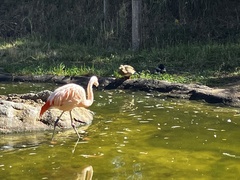Phoenicopterus