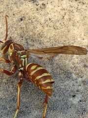 Polistes bellicosus