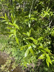 Salix triandra
