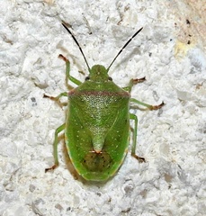 Thyanta custator accerra