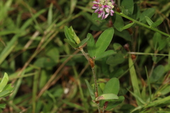 Polygala mariana