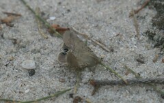 Litoprosopus futilis