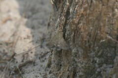 Litoprosopus futilis