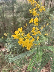 Sophora fraseri
