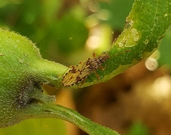 Belonochilus numenius