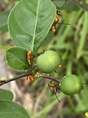 Phthiacnemia picta