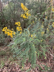 Sophora fraseri