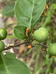 Phthiacnemia picta