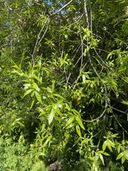 Salix triandra