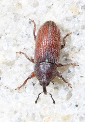 Mecinus pyraster
