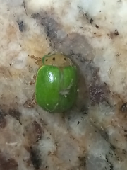 Platyphora quadrisignata