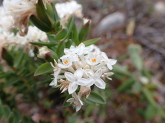 Pimelea glauca