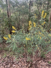 Sophora fraseri