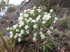 Pimelea glauca